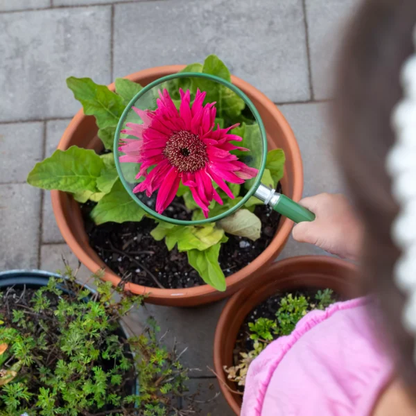 Con la lupa infantil de gran tamaño Carson HU-20 Serie BigEye™ 2x, una persona observa y amplía los detalles de una flor rosa en maceta, mientras al fondo se distinguen otras plantas y las baldosas del patio.