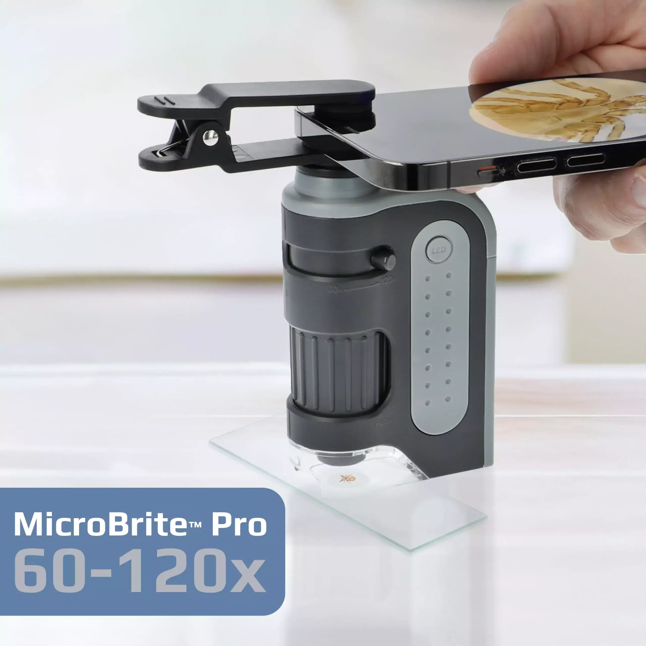 Un teléfono inteligente con adaptador de clip está conectado al microscopio LED de bolsillo Carson MM-350 MicroBrite® Pro, colocado sobre un portaobjetos en una superficie blanca.