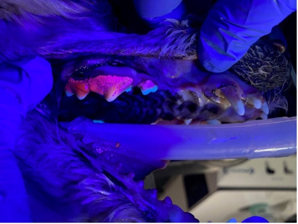 Demostración clínica de fluorescencia de placa bacteriana y sarro dental en un perro bajo la iluminación UV-A de la lámpara iQ ESD de OptiScope.